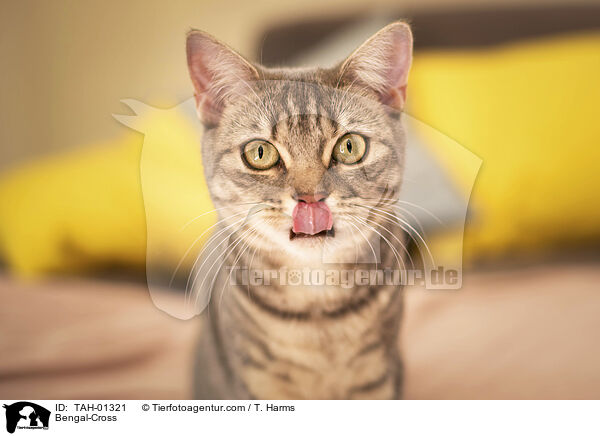Bengal-Mischling / Bengal-Cross / TAH-01321