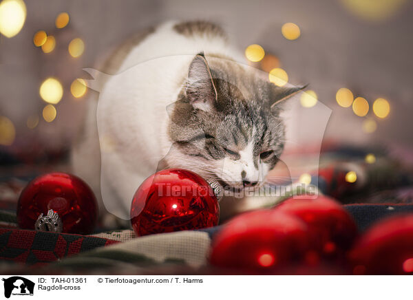 Ragdoll-Mischling / Ragdoll-cross / TAH-01361