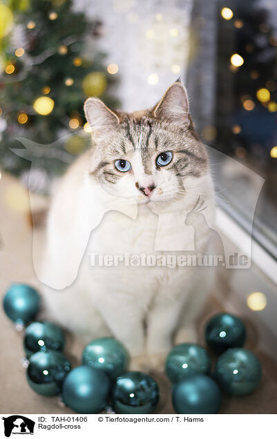 Ragdoll-Mischling / Ragdoll-cross / TAH-01406