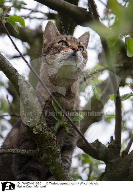 Maine-Coon-Mischling / Maine-Coon-Mongrel / WVDH-01020