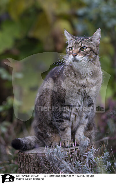 Maine-Coon-Mischling / Maine-Coon-Mongrel / WVDH-01021