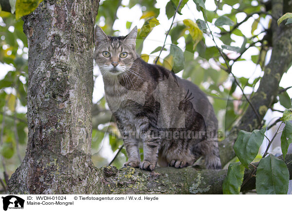 Maine-Coon-Mischling / Maine-Coon-Mongrel / WVDH-01024