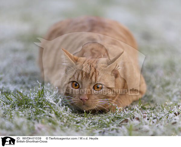 Britisch-Kurzhaar-Mischling / British-Shorthair-Cross / WVDH-01039