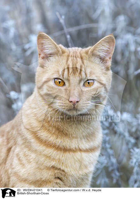 Britisch-Kurzhaar-Mischling / British-Shorthair-Cross / WVDH-01041