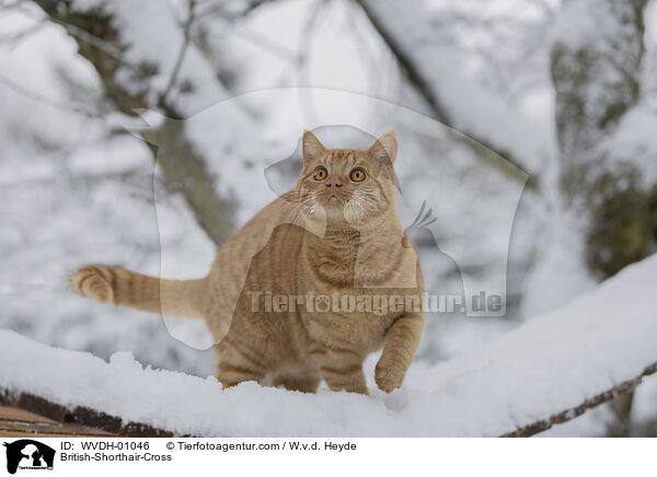 Britisch-Kurzhaar-Mischling / British-Shorthair-Cross / WVDH-01046