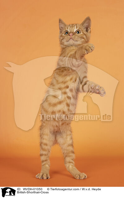 Britisch-Kurzhaar-Mischling / British-Shorthair-Cross / WVDH-01050