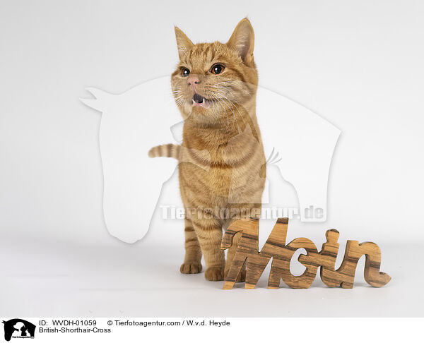 Britisch-Kurzhaar-Mischling / British-Shorthair-Cross / WVDH-01059