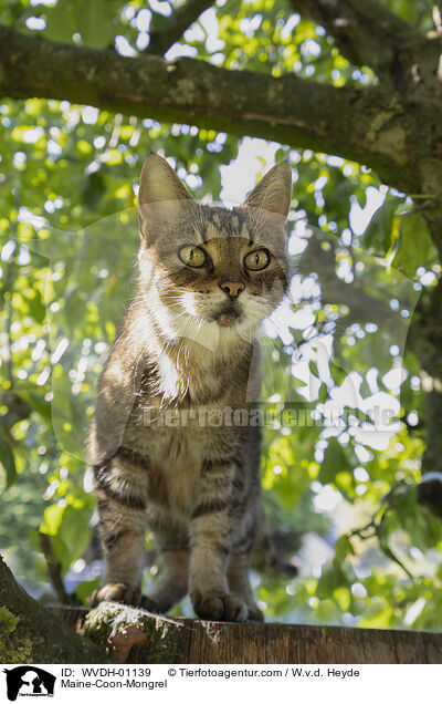 Maine-Coon-Mischling / Maine-Coon-Mongrel / WVDH-01139