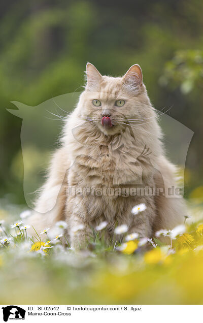 Maine-Coon-Mix / Maine-Coon-Cross / SI-02542