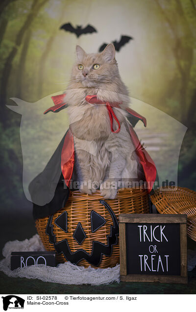 Maine-Coon-Mix / Maine-Coon-Cross / SI-02578