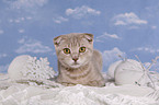 Scottish-Fold-Ocicat crossbreed