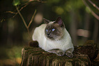 lying Ragdoll-Siamese crossbreed