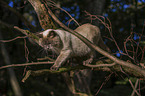 climbing cat