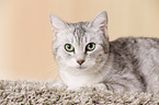 Egyptian-Mau-crossbreed