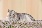 Egyptian-Mau-crossbreed