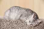 Egyptian-Mau-crossbreed