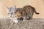 Egyptian-Mau-crossbreed kitten with mother