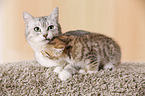 Egyptian-Mau-crossbreed kitten with mother