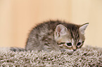 Egyptian-Mau-crossbreed kitten