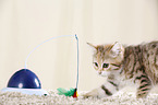 Egyptian-Mau-crossbreed kitten