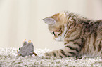 Egyptian-Mau-crossbreed kitten