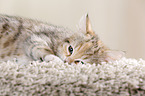 Egyptian-Mau-crossbreed kitten