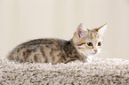 Egyptian-Mau-crossbreed kitten