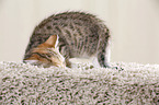 Egyptian-Mau-crossbreed kitten