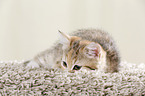 Egyptian-Mau-crossbreed kitten