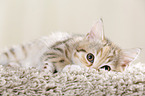 Egyptian-Mau-crossbreed kitten