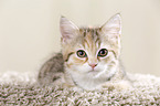 Egyptian-Mau-crossbreed kitten