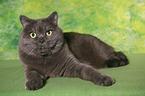 lying British-Shorthair-Cross