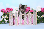 Norwegian-Forest-Cat-Cross Kitten