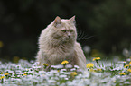 cat on a flower meadow