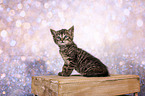 European-Shorthair-Cross Kitten