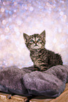 European-Shorthair-Cross Kitten