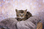 European-Shorthair-Cross Kitten