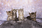European-Shorthair-Cross Kitten