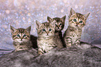 European-Shorthair-Cross Kitten