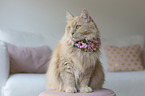 Cat with a wreath of flowers around its neck