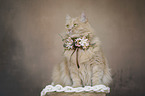 Cat with a wreath of flowers around its neck