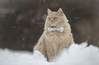 Cat with a bow tie around its neck
