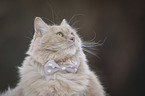 Cat with a bow tie around its neck