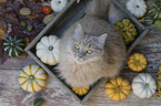 Cat in wooden box with pumpkins