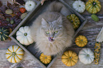 Cat in wooden box with pumpkins