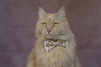 Cat with a bow tie around its neck