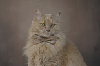 Cat with a bow tie around its neck