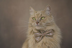 Cat with a bow tie around its neck