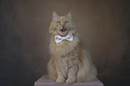 Cat with a bow tie around its neck