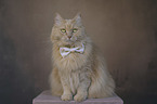 Cat with a bow tie around its neck